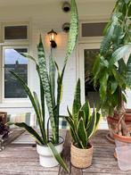 Kamerplanten: Sansevieria, Pachira & meer, Huis en Inrichting, Kamerplanten, Ophalen, Overige soorten, Halfschaduw, In pot