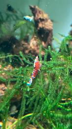Caridina Pinto/galaxy garnalen, Dieren en Toebehoren, Vissen | Aquariumvissen, Kreeft, Krab of Garnaal