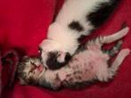 5 prachtige kittens, Dieren en Toebehoren, Meerdere dieren