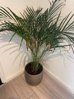 Kamerplant met pot, Huis en Inrichting, Kamerplanten, Ophalen, Overige soorten, Minder dan 100 cm