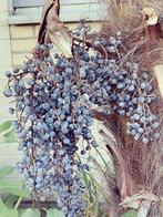 Zaad van deTrachycarpus Fortunei Winterhard -, Ophalen of Verzenden, Gehele jaar, Volle zon, Zaad