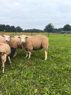 Zuivere swifter dekrammen, Dieren en Toebehoren, Schapen, Geiten en Varkens, Mannelijk, Schaap, 0 tot 2 jaar