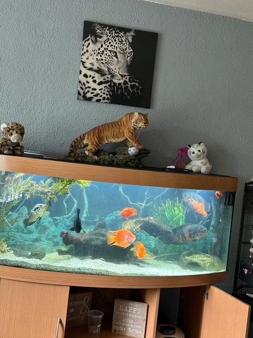 Aquarium+kast 450 en roofvissen bestand, Dieren en Toebehoren, Vissen | Aquaria en Toebehoren, Gebruikt, Gevuld zoetwateraquarium