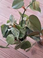 philodendron hederaceum variegata stekken, Ophalen of Verzenden, Overige soorten, Minder dan 100 cm