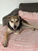 Balou hond adoptie Bosnië, Dieren en Toebehoren, Honden | Niet-rashonden, Particulier, Rabiës (hondsdolheid), Buitenland, Reu