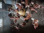 Legkippen te koop, Dieren en Toebehoren, Pluimvee, Vrouwelijk, Kip