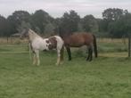 Paddock paradise/stalling gezocht, Dieren en Toebehoren, Stalling en Weidegang, Weidegang