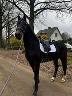 Zeer kwaliteitsvolle dressuurpaarden uit eigen fokkerij!, Merrie, Minder dan 160 cm, Niet van toepassing, Dressuurpaard