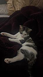 Kitten, Poes, 0 tot 2 jaar