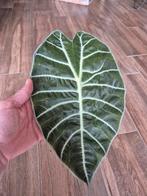 Alocasia watsoniana 2 planten groot blad, Ophalen of Verzenden, Overige soorten, Minder dan 100 cm