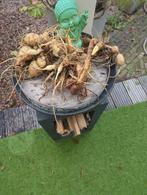 Bloembollen voor Dahlia- Plantklaar!, Ophalen, Najaar, Halfschaduw, Bloembol