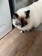 Lieve kleine poes ragdoll 4jr., Dieren en Toebehoren, Katten en Kittens | Raskatten | Langhaar, Poes