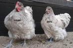 Gezocht kuiken sekser, Dieren en Toebehoren, Geslacht onbekend, Kip