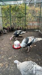 2-2 de allermooiste en grootste Kalkoenen ! Kalkoen fors, Dieren en Toebehoren, Pluimvee, Meerdere dieren, Kalkoen