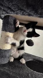 Kittens, Dieren en Toebehoren, 0 tot 2 jaar