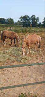 Super schattige en bloedmooie A-pony welsh hengst, Dieren en Toebehoren, Pony's, Niet van toepassing, 0 tot 2 jaar, Hengst, Gechipt