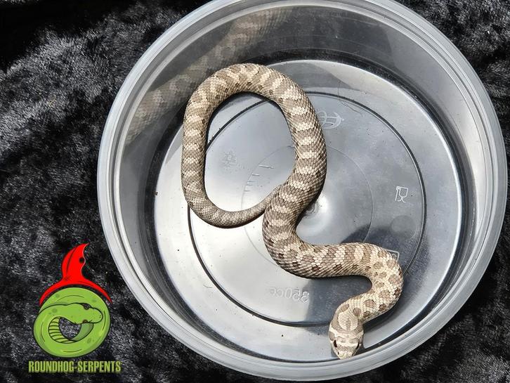 Haakneus Toxic (axanthic toffebelly)