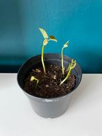 Stamslaboon “Domino” Plantje(s) – Eetbare Moestuin Plant, Volle zon, Groenteplanten, Eenjarig, Ophalen of Verzenden