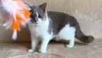 Zoey - British Shorthair kitten, lilac & white, poes, TICA, Dieren en Toebehoren, Katten en Kittens | Raskatten | Korthaar, Poes