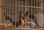 Schamalijsters EK 2025 mannen en poppen, Dieren en Toebehoren, Meerdere dieren, Tropenvogel, Geringd