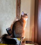 Somali kitten, Meerdere dieren