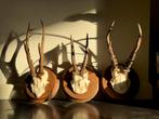 3 Reeëngeweien - Roe Deer Antlers, Antiek en Kunst, Ophalen of Verzenden