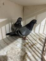 Englisch tiplers, Dieren en Toebehoren, Vogels | Duiven