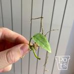 Epipremnum pinnatum cebu blue - stekje, Huis en Inrichting, Kamerplanten, Ophalen, Overige soorten, Halfschaduw, Minder dan 100 cm