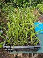 Carex morrowii, Ophalen, Siergrassen, Halfschaduw