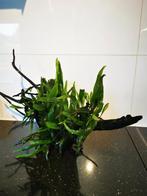 Kienhout met Java varen en mos, Ophalen, Zo goed als nieuw, Plant(en), Steen of Hout
