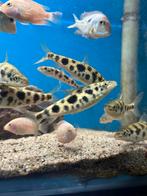 Leporinus Octomaculatus, Dieren en Toebehoren, Vissen | Aquariumvissen, Vis