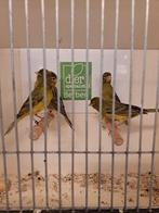 Raza espagnola kanaries, Meerdere dieren