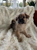 Boomer pup (reu), CDV (hondenziekte), 8 tot 15 weken, Eén hond, Nederland