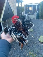 Serama haan krulveer, Dieren en Toebehoren, Pluimvee, Mannelijk, Kip