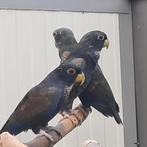 1-1 Pionus Bronsvleugel (Chalcopterus) en dan nog een..., Meerdere dieren, Papegaai, Geringd