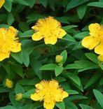 Hypericum Calysinum | Viltige Hersthooi | Chemievrij | P9, Ophalen of Verzenden, Overige soorten, Struik, Minder dan 100 cm
