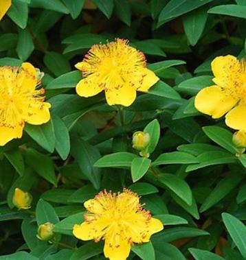 Hypericum Calysinum | Viltige Hersthooi | Chemievrij | P9 beschikbaar voor biedingen