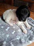 Friese Stabij pups, Rabiës (hondsdolheid), 8 tot 15 weken, Meerdere, Meerdere dieren