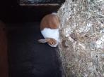 Hollander ram 20euro, Dieren en Toebehoren, Mannelijk, Dwerg