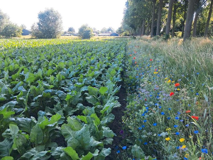 Voederbieten Te koop., Zakelijke goederen, Agrarisch | Veevoer, Ophalen