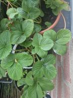 2e-jaars aardbeienplant in pot, Ophalen, Volle zon, Vaste plant, Fruitplanten