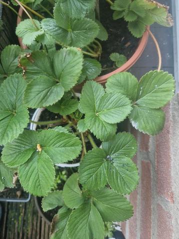 2e-jaars aardbeienplant in pot beschikbaar voor biedingen