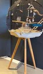 Omlet vogelkooi met zebravinken, Dieren en Toebehoren, Ophalen, Gebruikt, Vogelkooi