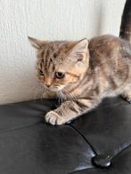 Nog 2 mooie brits korthaar kittens