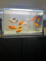 13 goudvissen met aquarium, Dieren en Toebehoren, Vissen | Aquariumvissen, Vis, Zoetwatervis