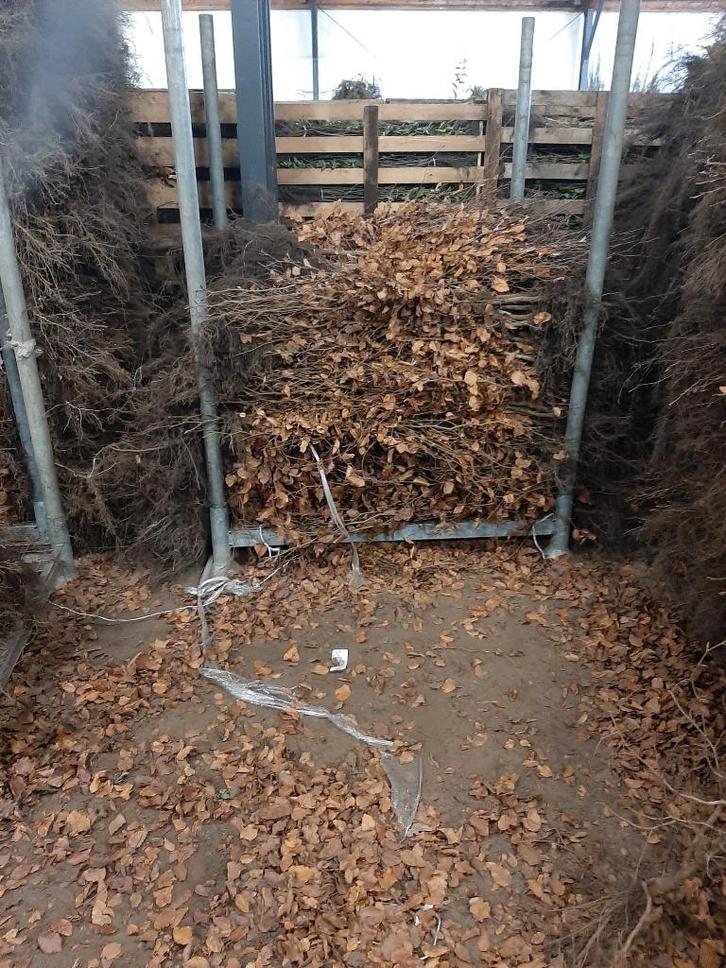 HAAG BLADHOUDENDE Beuk Fagus sylvatica  BEUKEN-AANBIEDING, Tuin en Terras, Planten | Struiken en Hagen, Haag, Beukenhaag, Minder dan 100 cm