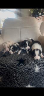 Raszuivere Australian shepherd pups, Dieren en Toebehoren, Honden | Herdershonden en Veedrijvers, 8 tot 15 weken, CDV (hondenziekte)