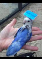 Baby agapornis handtam lovebird roseicolli tam!, Geslacht onbekend, Tam