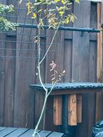 Bonsai starter, Tuin en Terras, Minder dan 100 cm, Lente, Overige soorten, Ophalen