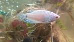 Witte (platinum?) gourami, Vis
